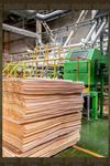 BIRCH Plywood